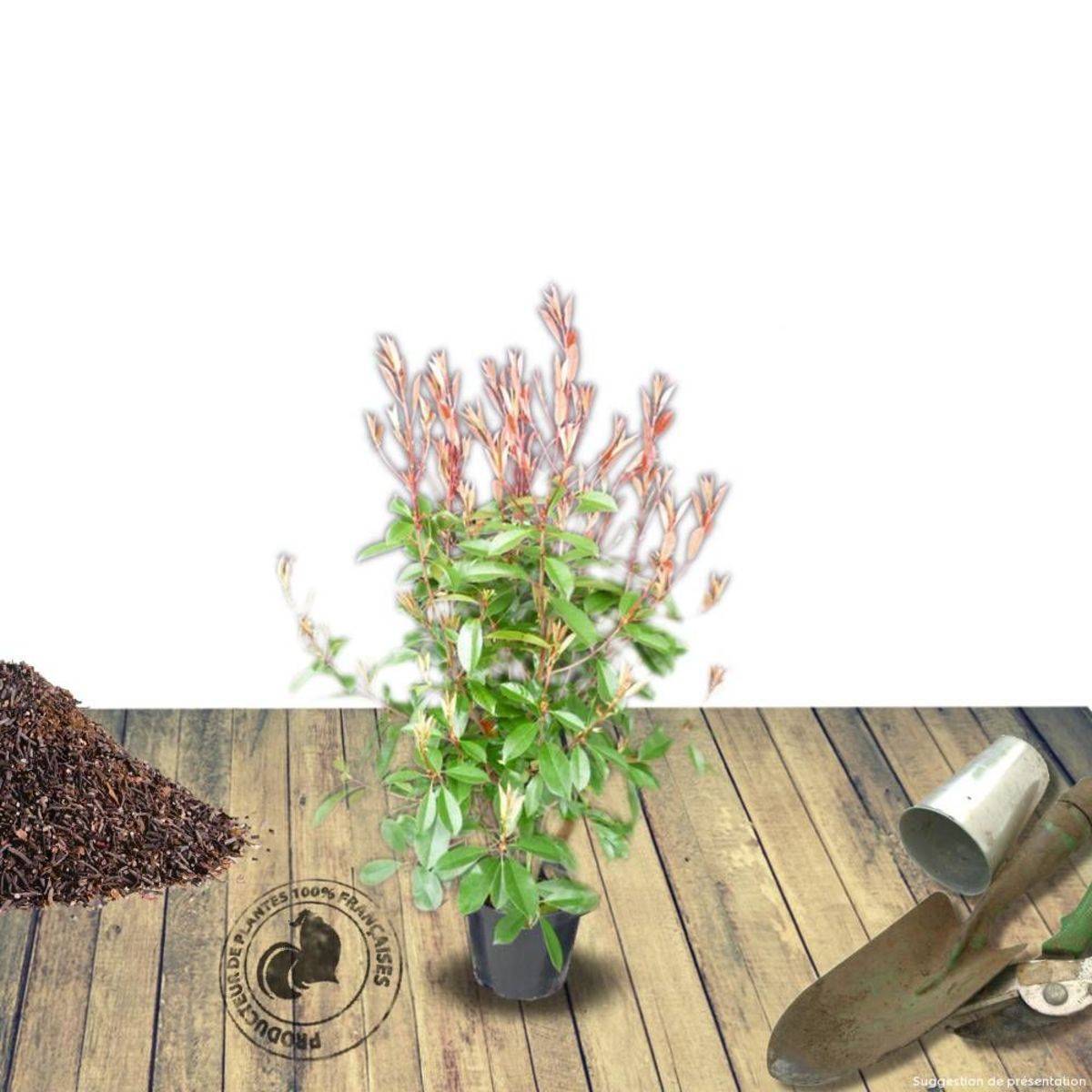 Photinia x fraseri Magical Volcano® 'Kolmavoca' à fleurs Blanche - feuillage Persistant - Pot de 3L - 20/40 cm-  hauteur à maturité De 1,50 m à 2,00 m - Imagen 6