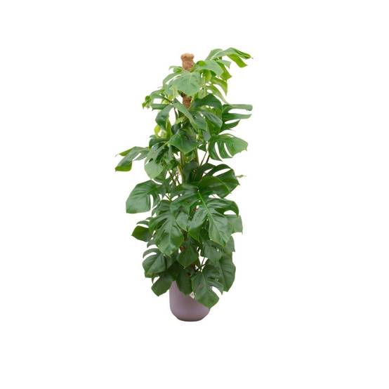La Green Touch - Monstera Pertusum 150cm et Son Pot Violet - D26 H150cm