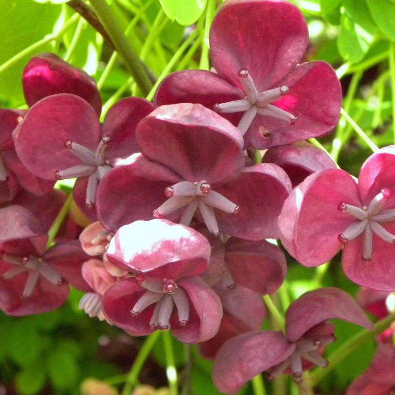 Akebie quinata, Akebia à fleurs Violette - feuillage Semi-Persistant - Pot de 3L - Echelle bambou 60/120 cm-  hauteur à maturité De 5,00 m à 10,00 m - Image 2