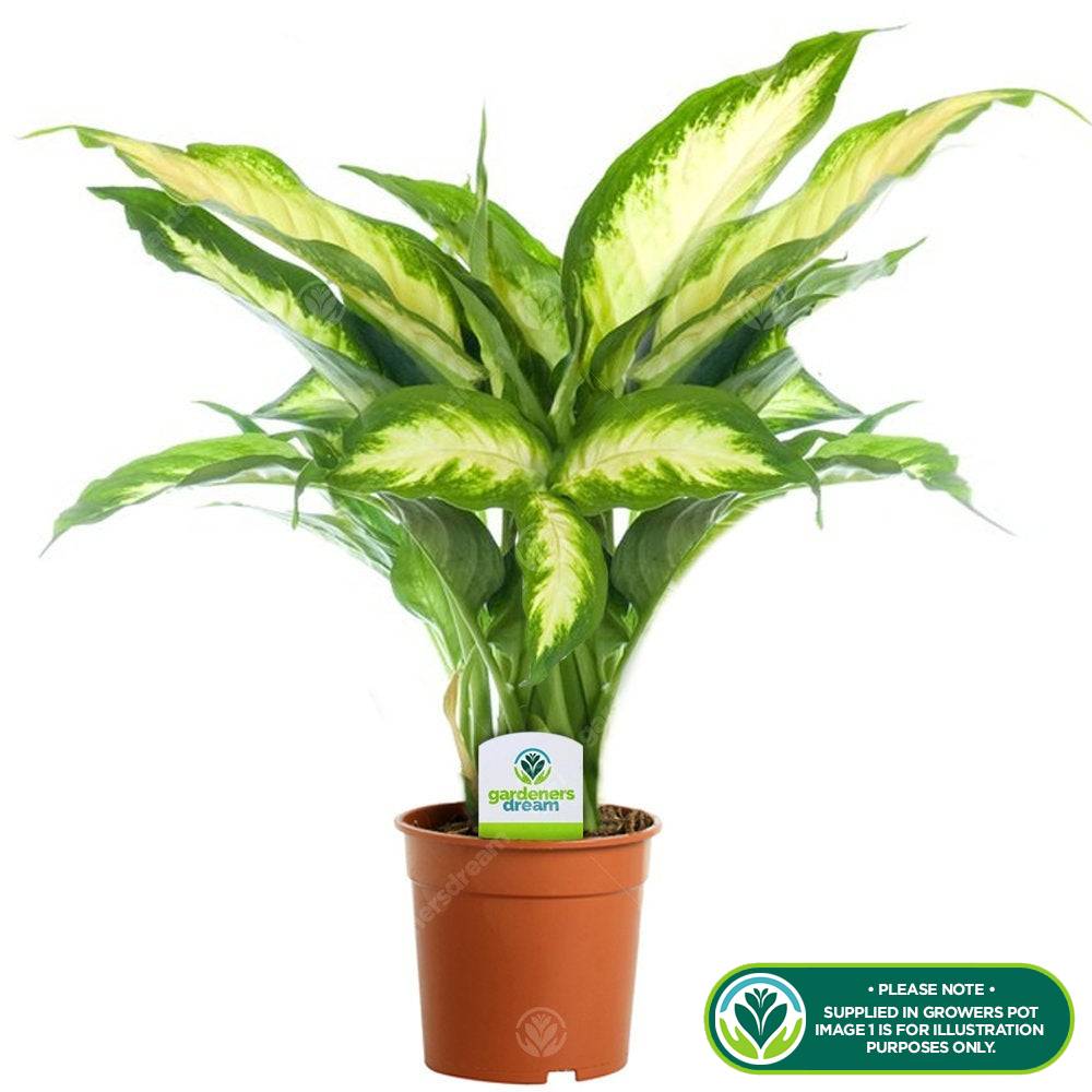 Gardenersdream - Dieffenbachia Camilla Plantes D'Intérieur En Pot De 12 Cm - Idéale Pour La Maison Ou Le Bureau - GardenersDream - Imagen 2