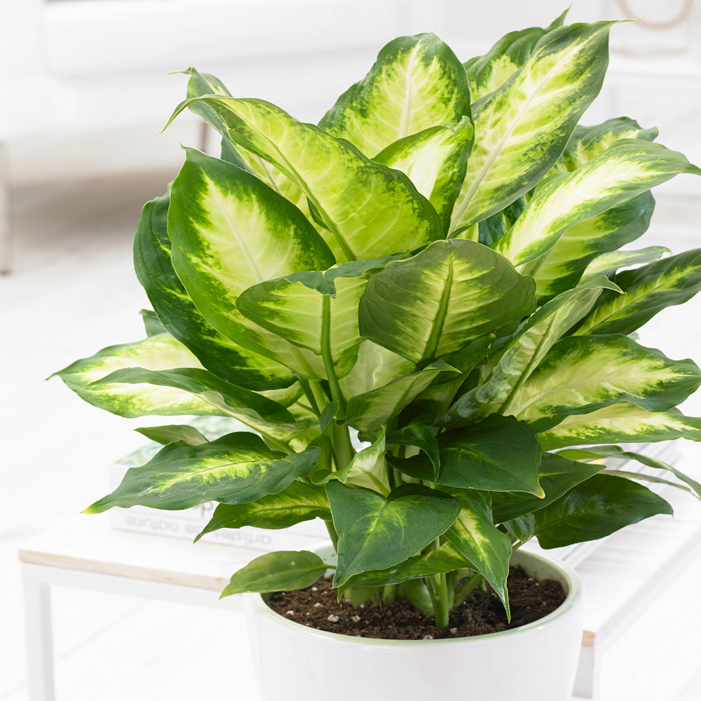 Gardenersdream - Dieffenbachia Camilla Plantes D'Intérieur En Pot De 12 Cm - Idéale Pour La Maison Ou Le Bureau - GardenersDream - Imagen 1