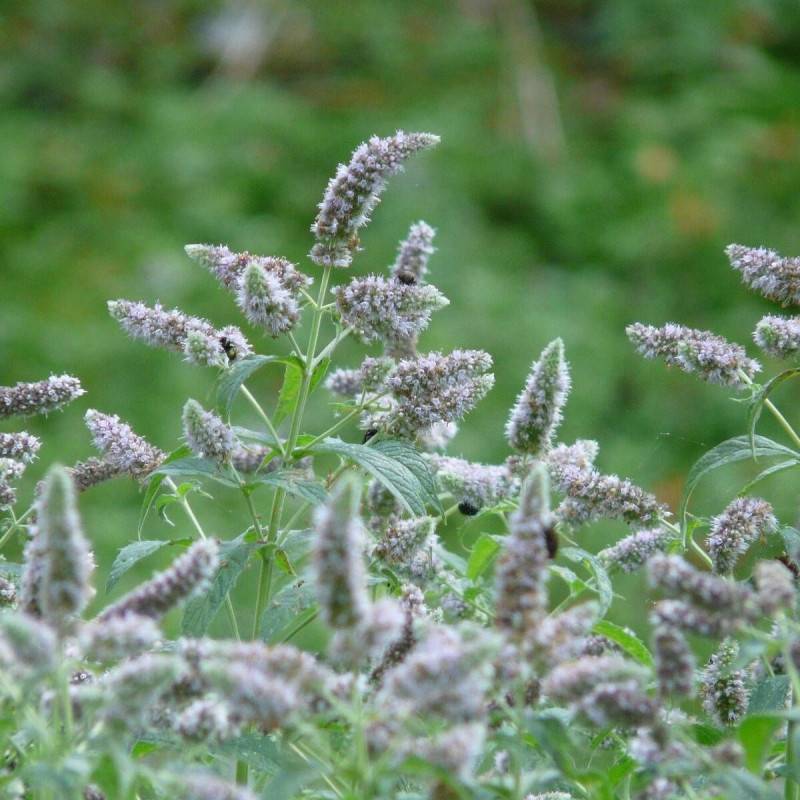 Menthe à feuille de buddleia à fleurs Rose - feuillage Caduc - Godet - 5/20 cm-  hauteur à maturité De 0,15 m à 0,50 m - Imagen 5
