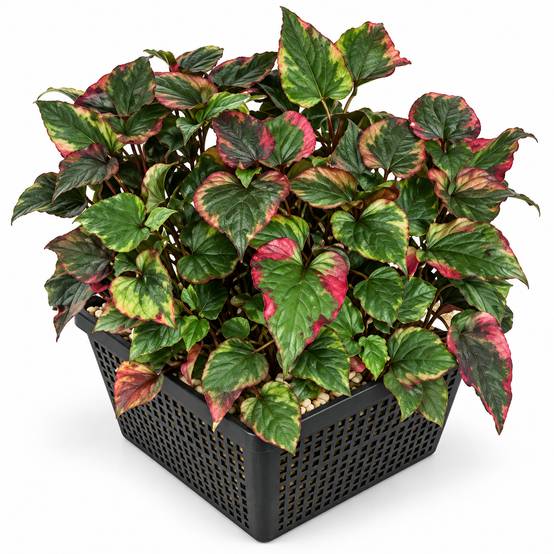 Anémone des marais - Houttuynia cordata - Lot de 4 avec panier - Image 1