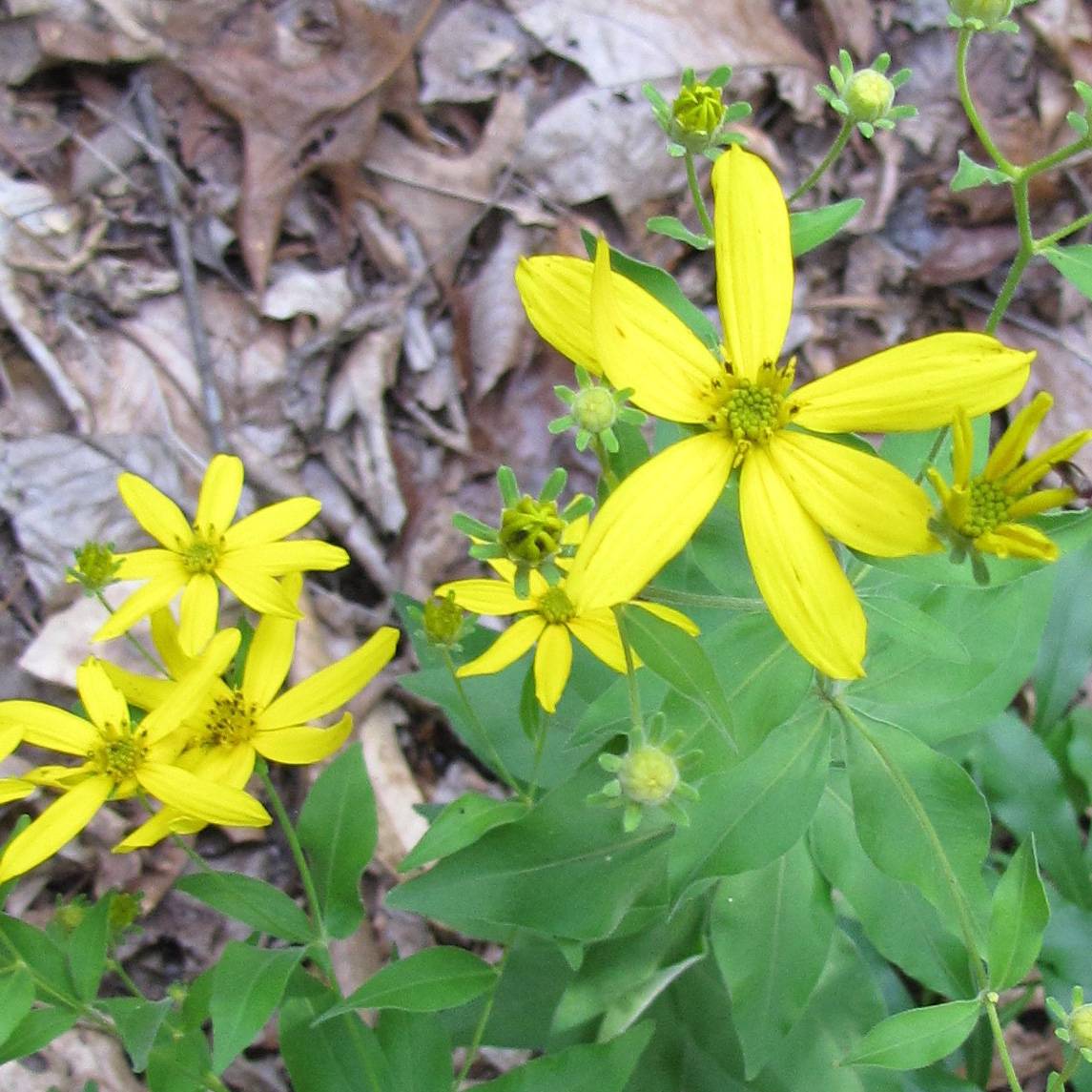 Promesse de Fleurs - Coreopsis major Godet de 8/9 cm
