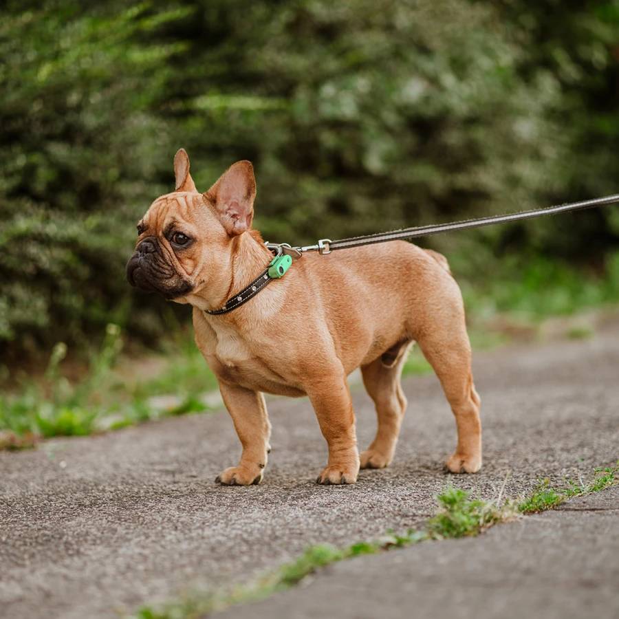 Mini Dog Tickless - Mentha Green - Image 4