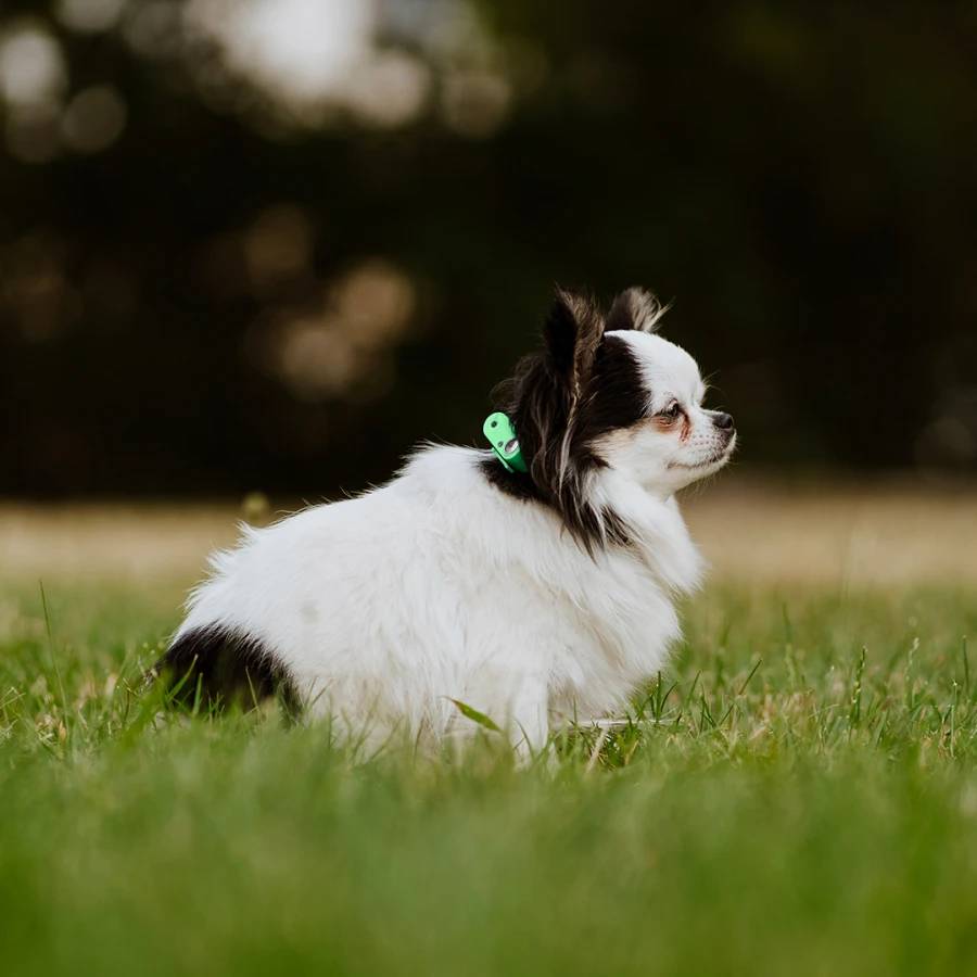 Mini Dog Tickless - Mentha Green - Image 2