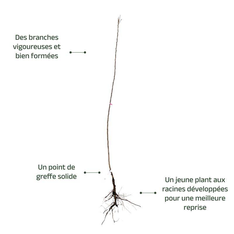Néflier 'Belle de Grand Lieu' (Mespilus germanica 'Belle de Grand Lieu') - Scion de 100 à 150cm - Pépinières Naudet - Imagen 3