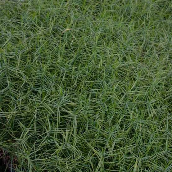 Carex muskingumensis Little Midge - Laîche d'Amérique Pot de 1L/1,5L