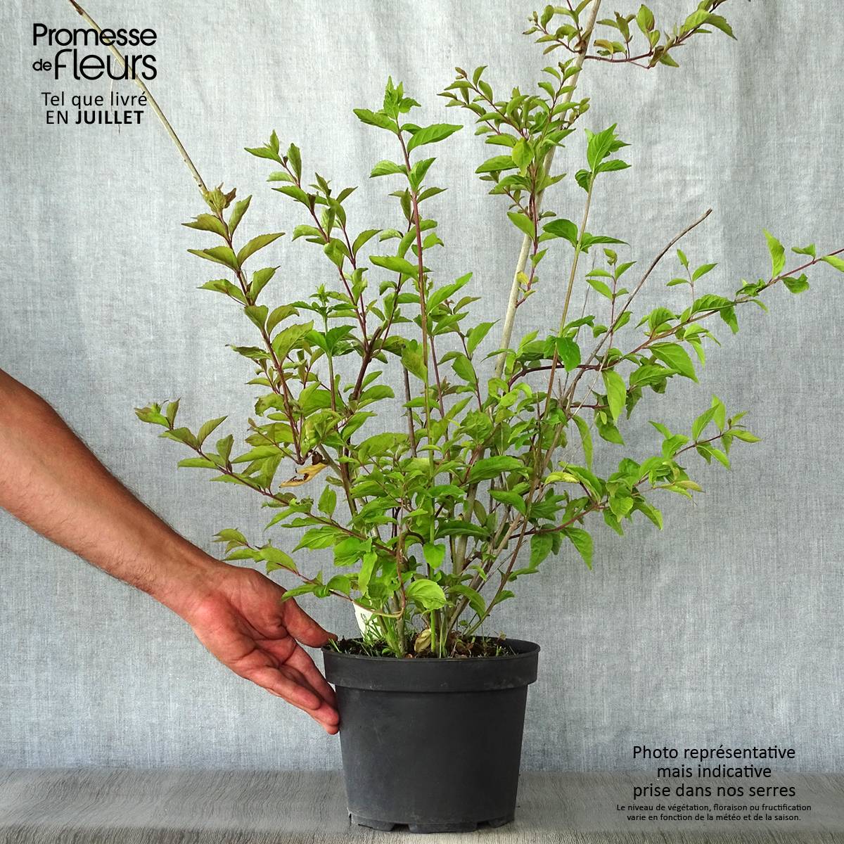 Callicarpa dichotoma Issai Pot de 3L/4L - Image 2
