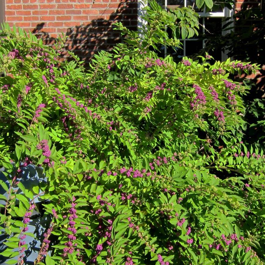 Callicarpa dichotoma Issai Pot de 3L/4L