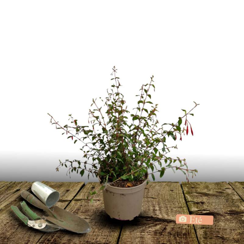 Fuchsia arbustif Tom Thumb à fleurs Violette/Rouge - feuillage Semi-Persistant - - Imagen 7