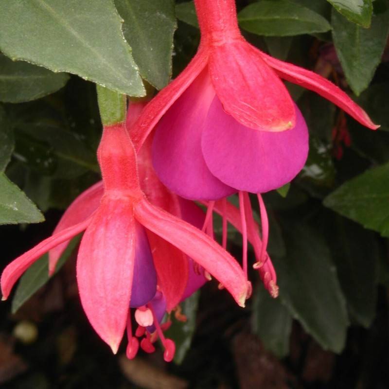 Fuchsia arbustif Tom Thumb à fleurs Violette/Rouge - feuillage Semi-Persistant - - Imagen 1