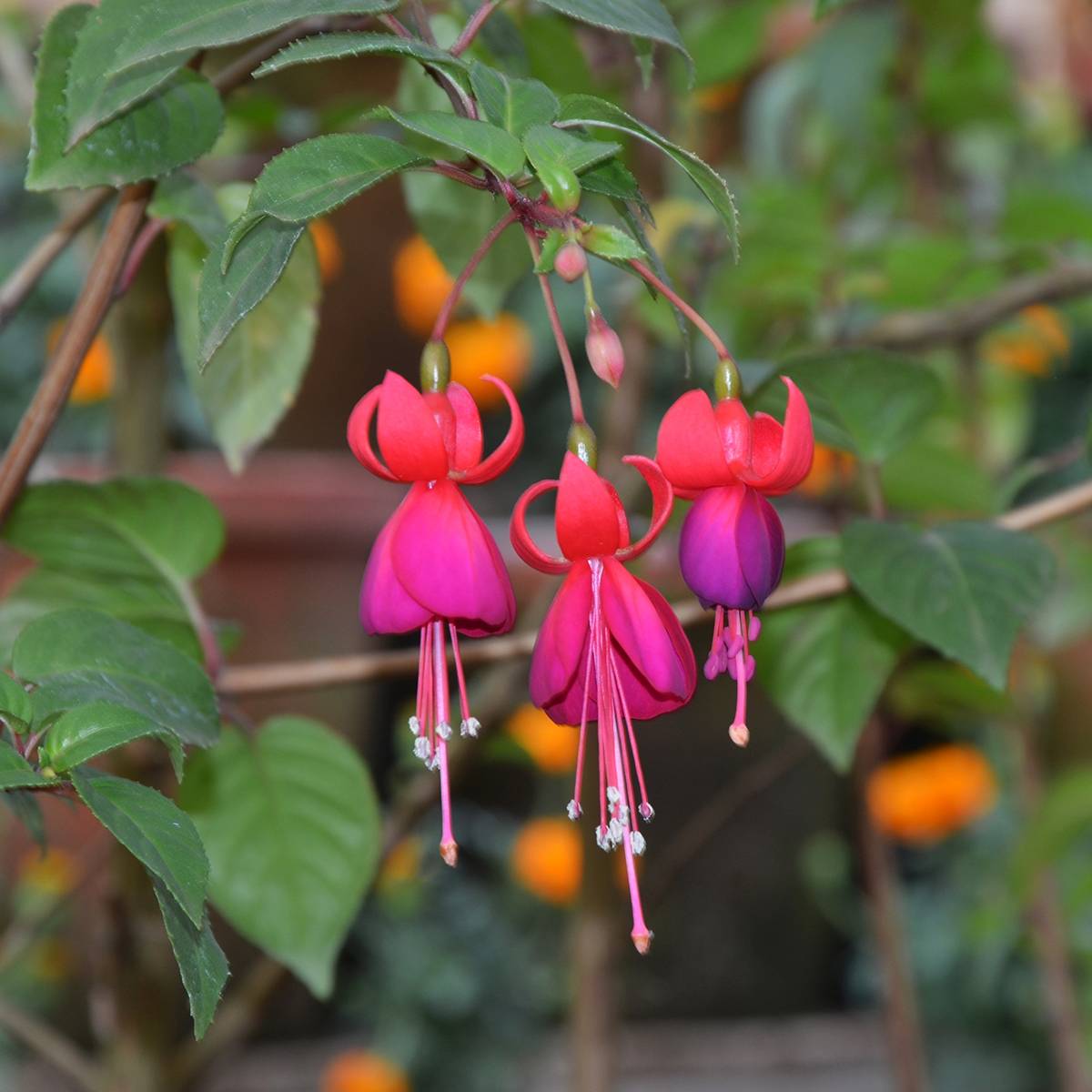 Fuchsia rustique Charming Pot de 3L/4L