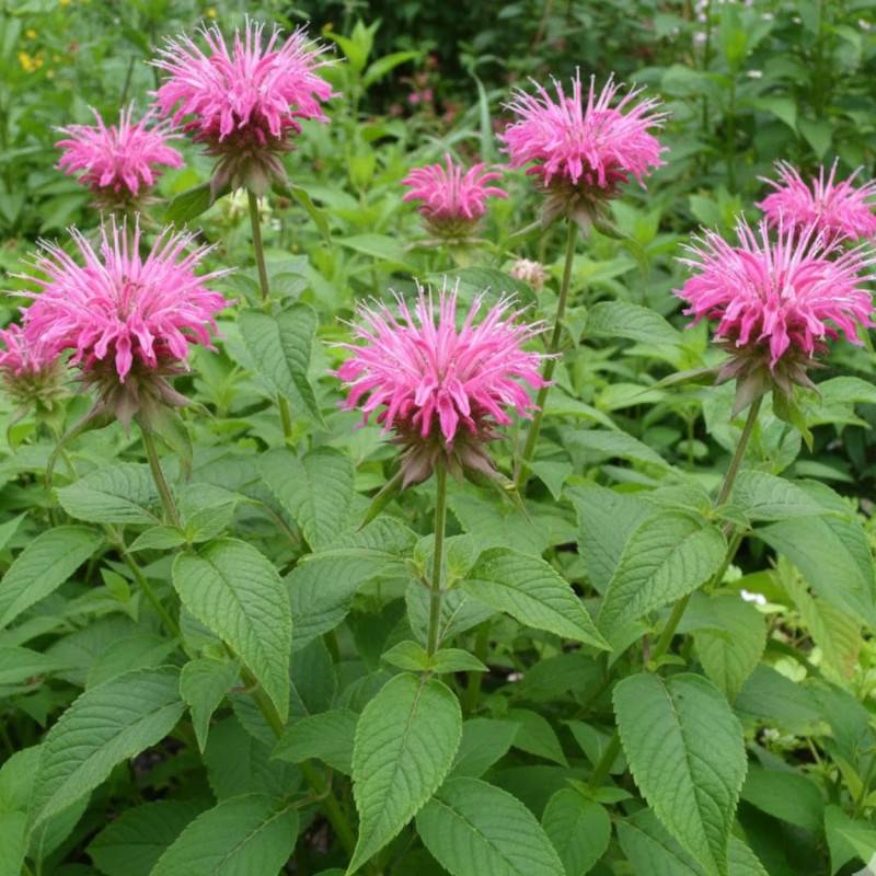 Monarde Croftway Pink à fleurs Rose/ - feuillage Caduc - Godet - 5/20 cm