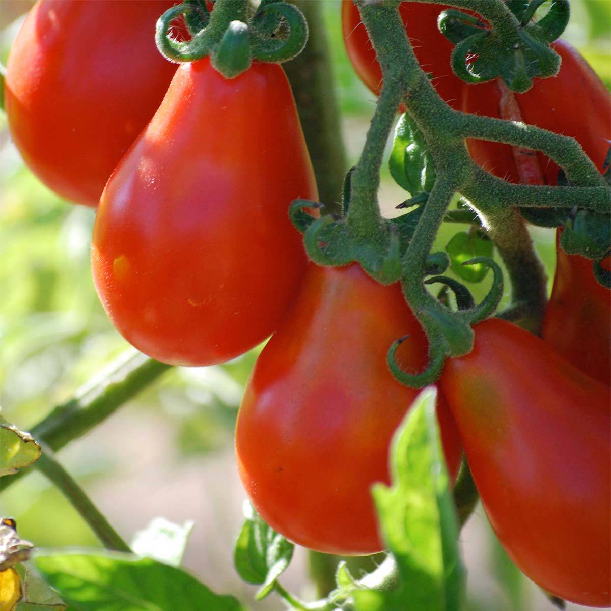 Tomate Poire rouge Bio - Ferme de Sainte Marthe le sachet de 50 graines environ