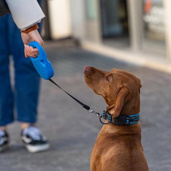 Ferplast - Ferplast Laisse Chien Enrouleur FLIPPY ONE, Laisse pour Chiens de Taille Moyenne jusqu'à 25 Kg. Sangle Extensible max 5 m. Bouton de verrouillage et - Imagen 5