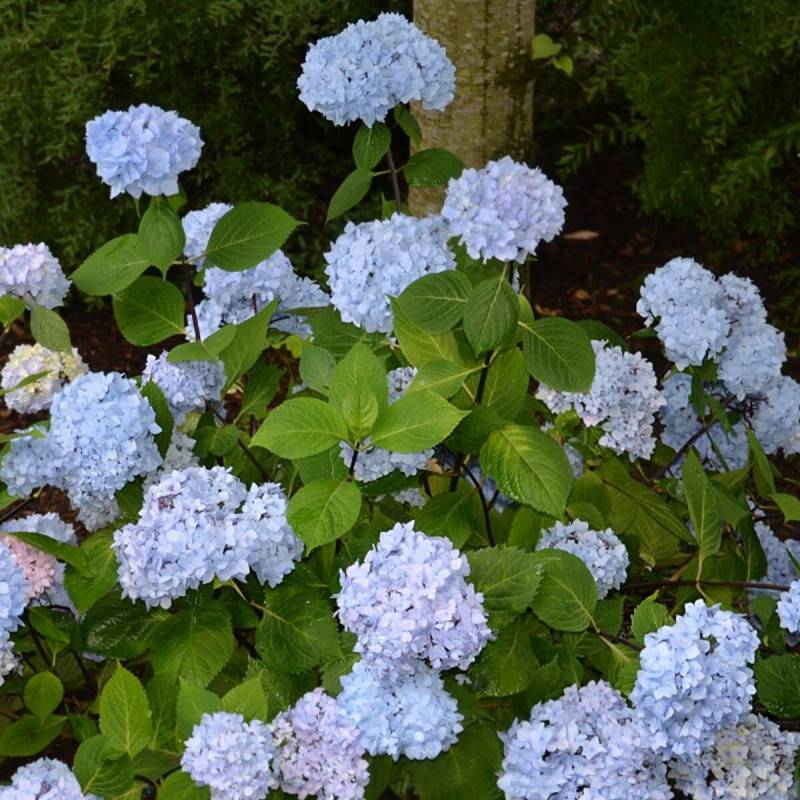 Hortensia So Long® Ebony 'MONMAR', Hydrangea macrophylla à fleurs Bleue - feuillage Caduc - Godet - 5/20 cm-  hauteur à maturité De 1,00 m à 1,50 m - Imagen 1