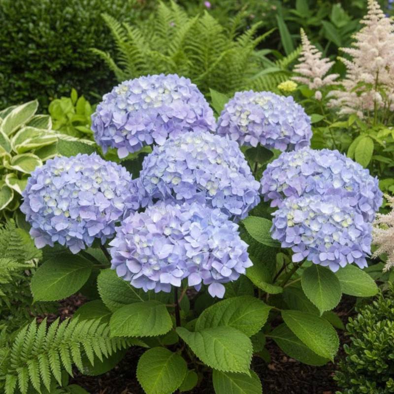 Hortensia So Long® Ebony 'MONMAR', Hydrangea macrophylla à fleurs Bleue - feuillage Caduc - Godet - 5/20 cm-  hauteur à maturité De 1,00 m à 1,50 m - Imagen 2