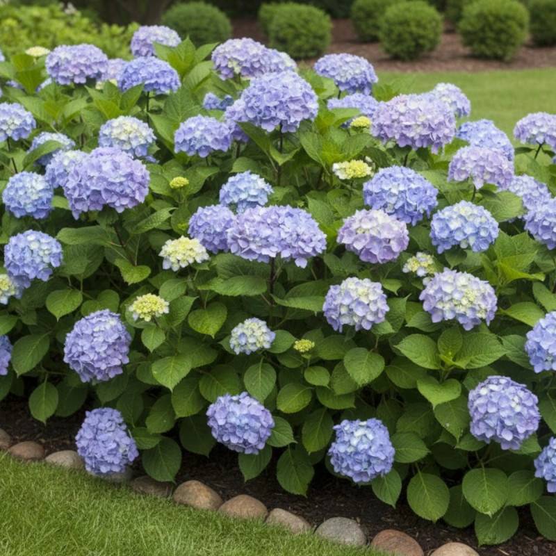 Hortensia So Long® Ebony 'MONMAR', Hydrangea macrophylla à fleurs Bleue - feuillage Caduc - Godet - 5/20 cm-  hauteur à maturité De 1,00 m à 1,50 m - Imagen 3