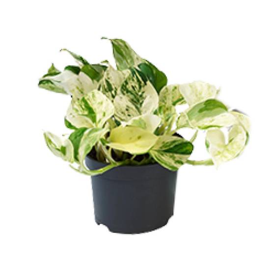 PROMO - Epipremnum Happy Leaf - Scindapsus - Ø12cm - ↕15cm - Plantes d'intérieur - Image 1