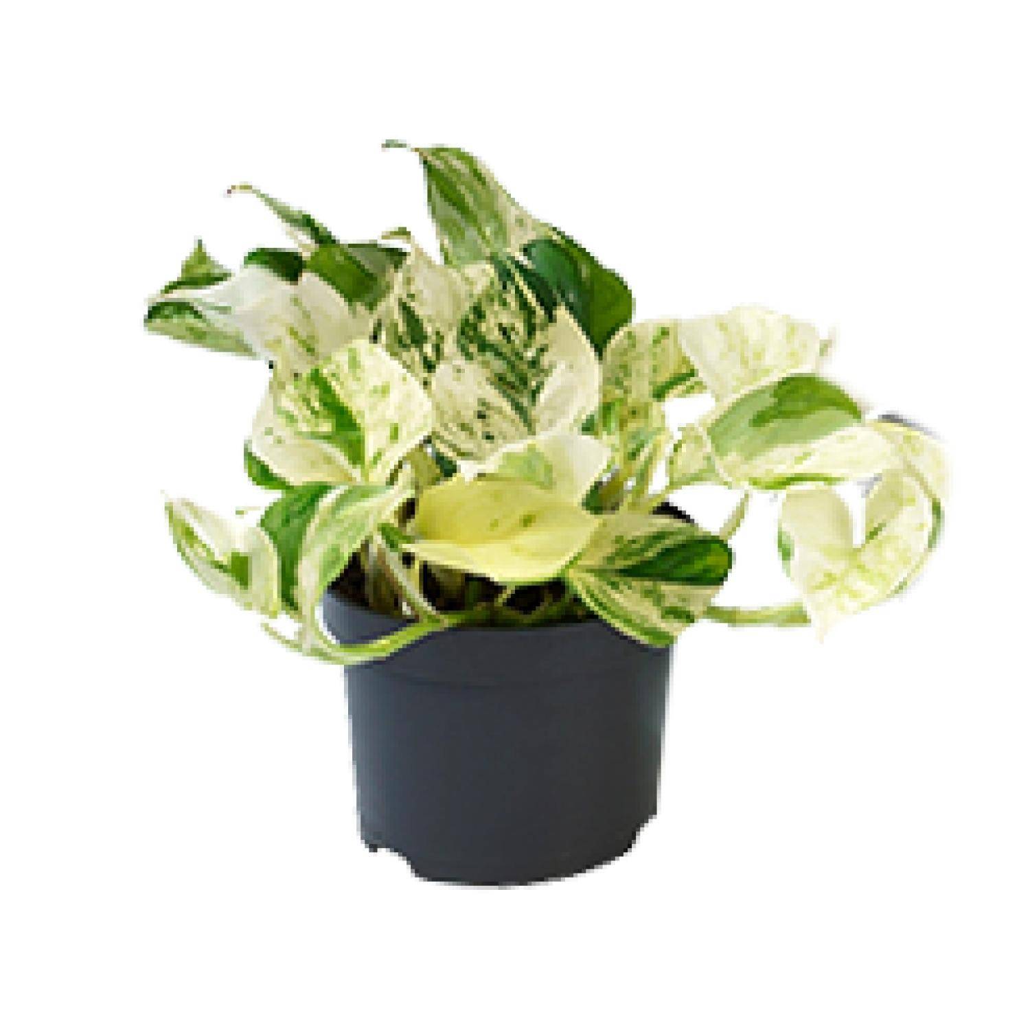 PROMO - Epipremnum Happy Leaf - Scindapsus - Ø12cm - ↕15cm - Plantes d'intérieur - Image 1
