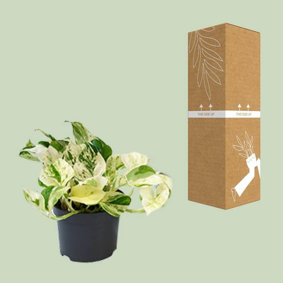 PROMO - Epipremnum Happy Leaf - Scindapsus - Ø12cm - ↕15cm - Plantes d'intérieur - Image 3