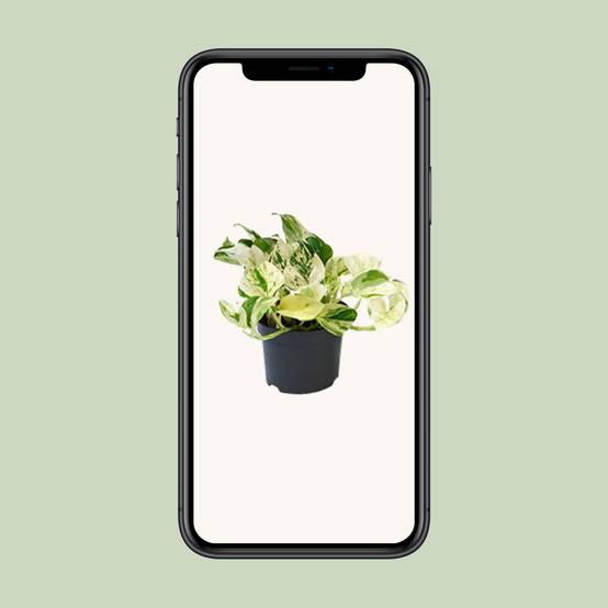 PROMO - Epipremnum Happy Leaf - Scindapsus - Ø12cm - ↕15cm - Plantes d'intérieur - Image 4