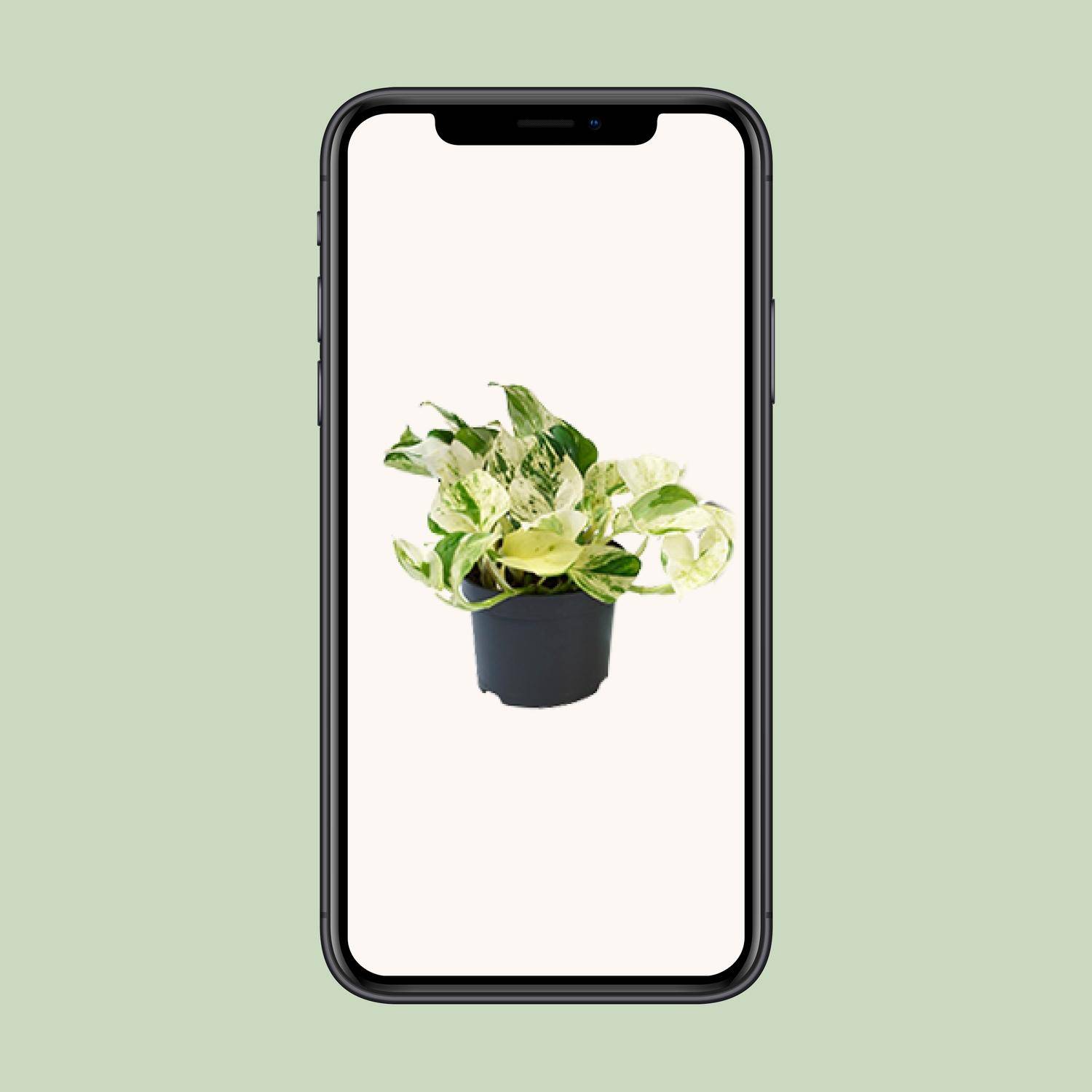 PROMO - Epipremnum Happy Leaf - Scindapsus - Ø12cm - ↕15cm - Plantes d'intérieur - Image 4