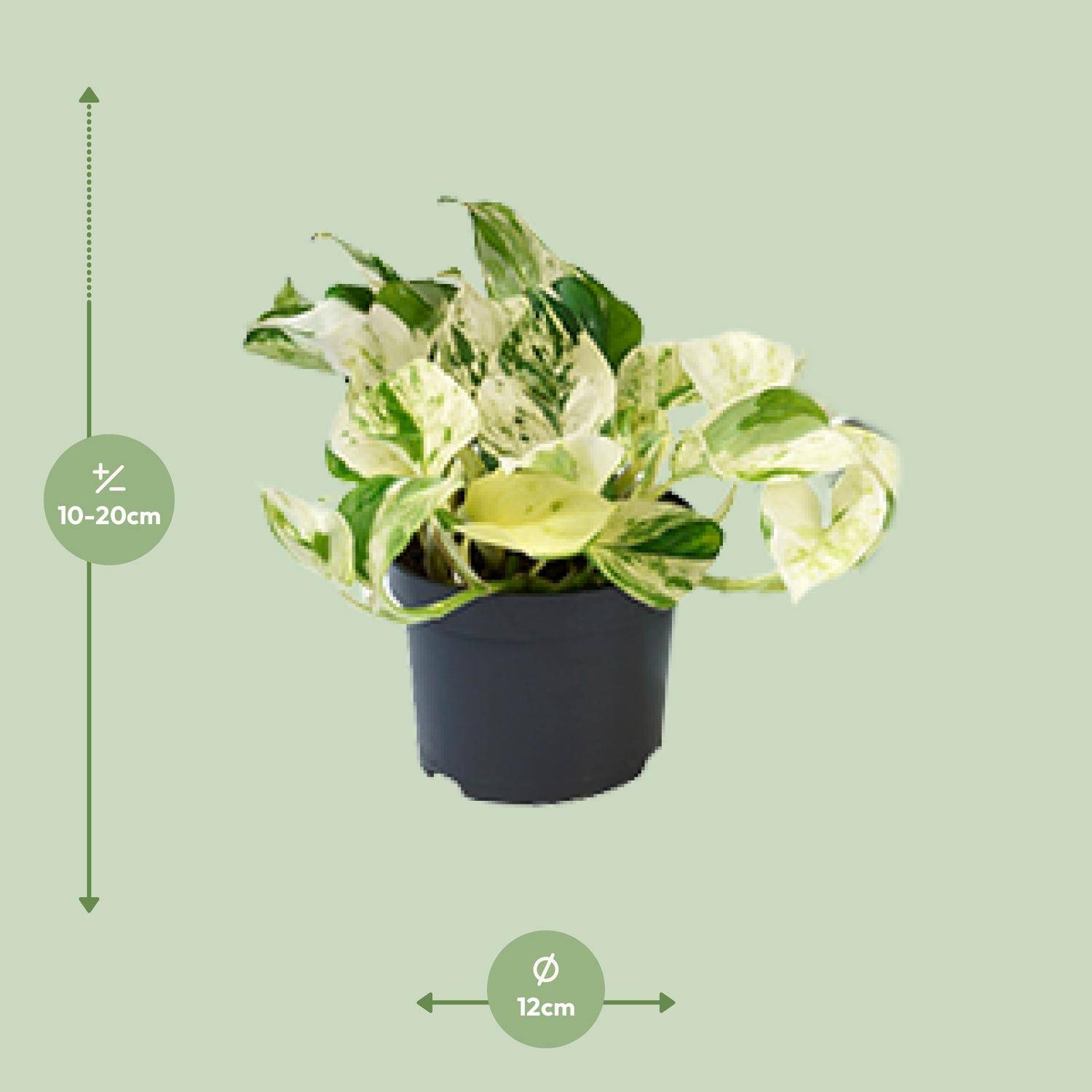 PROMO - Epipremnum Happy Leaf - Scindapsus - Ø12cm - ↕15cm - Plantes d'intérieur - Image 2