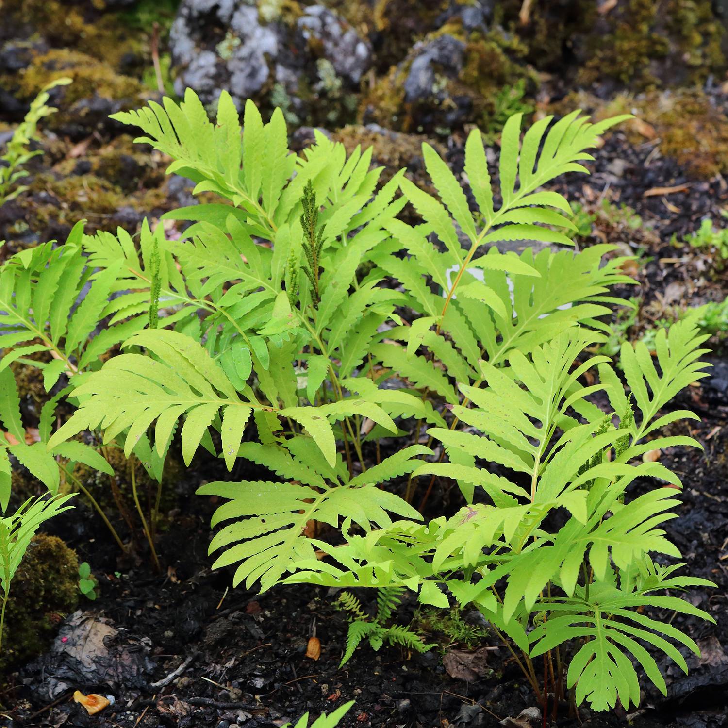 Onoclea sensibilis - Onoclée sensible, fougère Godet de 8/9 cm