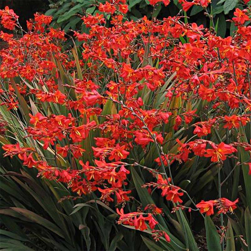 Crocosmia hybride Saracen - Montbretia Godet de 8/9 cm