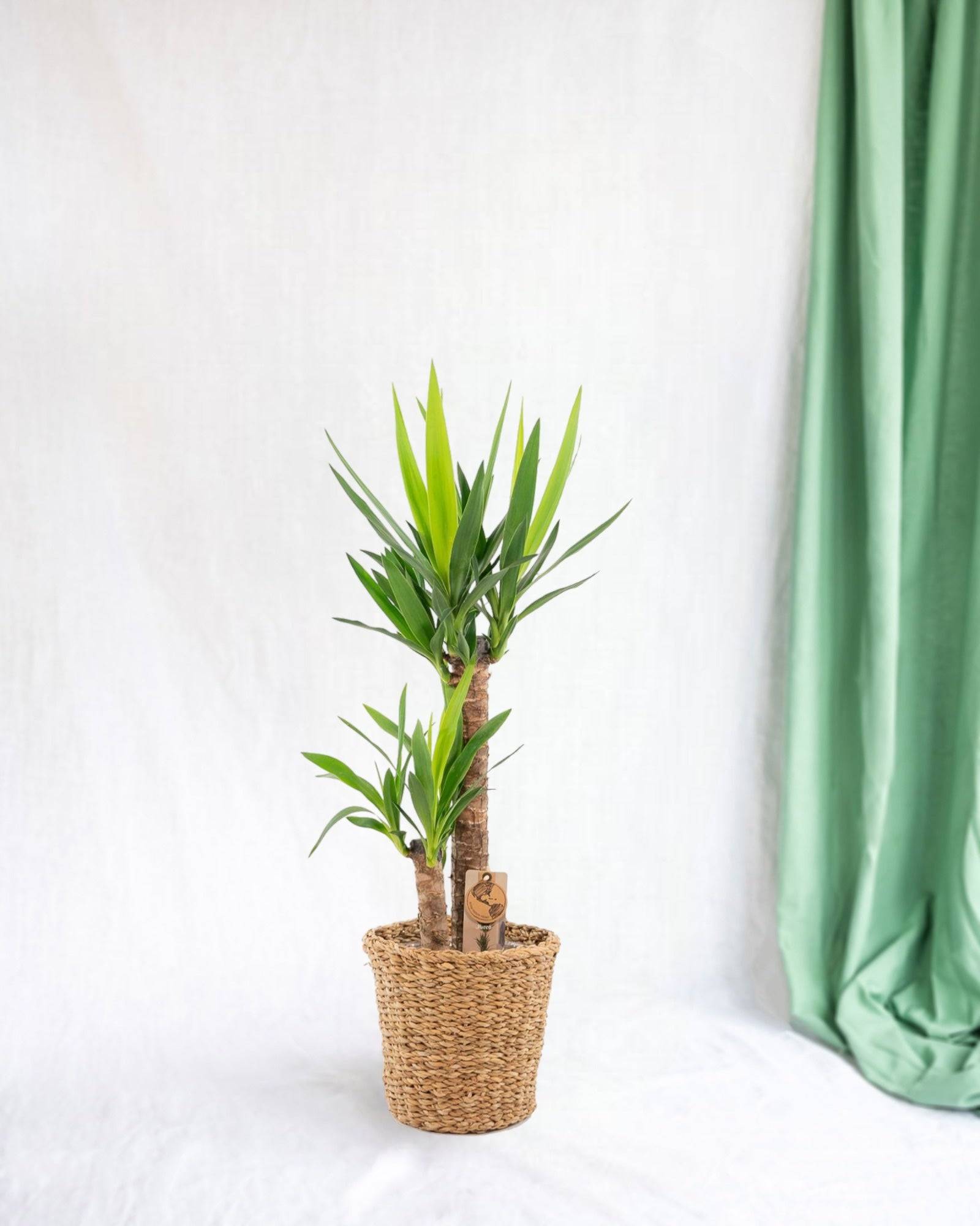 La Green Touch - Grand yucca avec panier 100cm - Plante d'intérieur- La Green Touch - Imagen 2