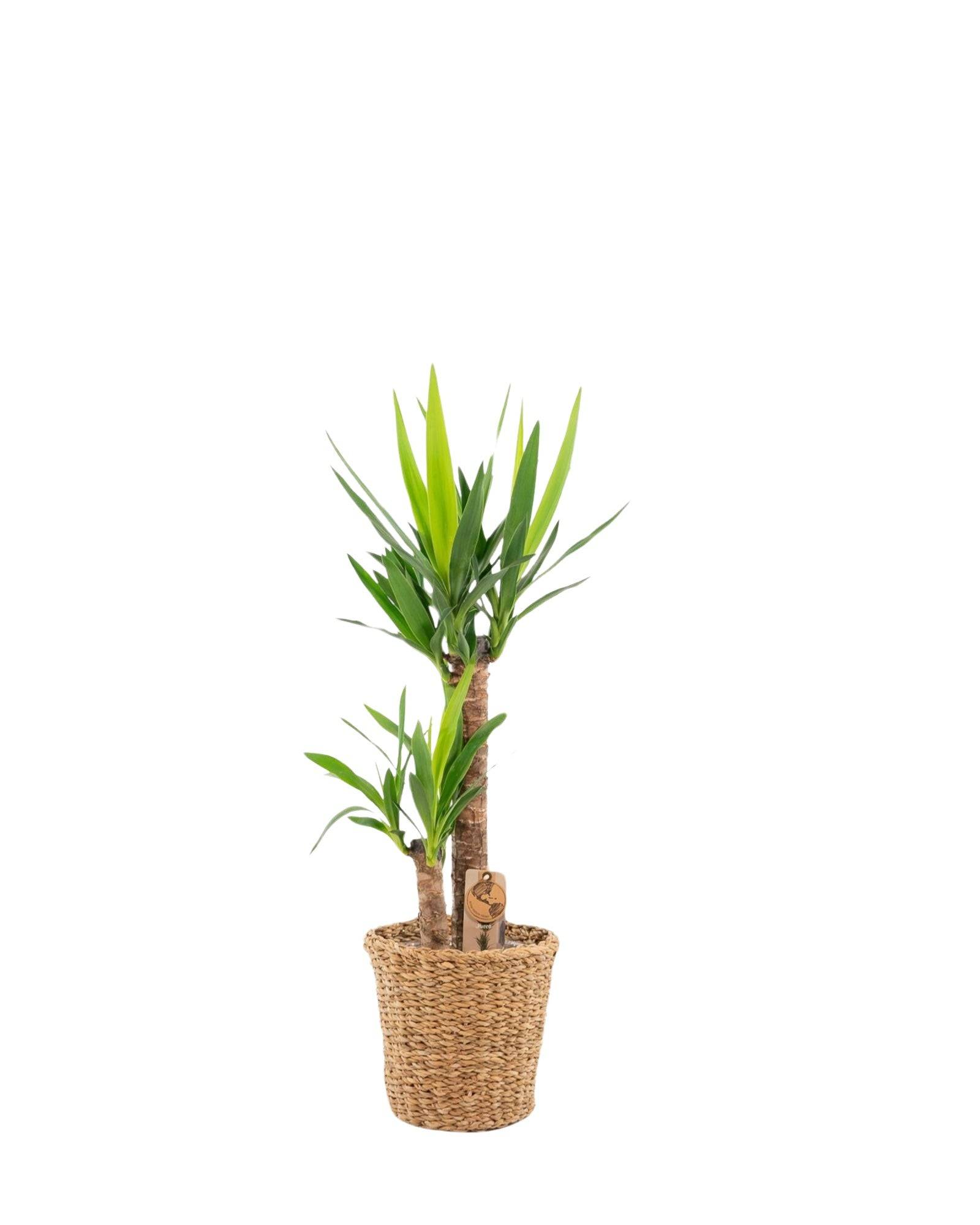 La Green Touch - Grand yucca avec panier 100cm - Plante d'intérieur- La Green Touch - Imagen 1