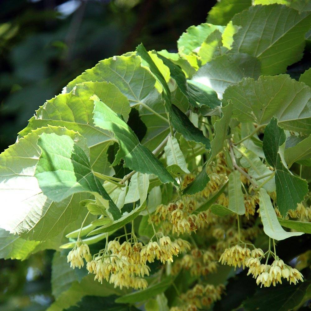 Promesse de Fleurs - Tilleul à grandes feuilles - Tilia platyphyllos Pot de 7,5L/10L