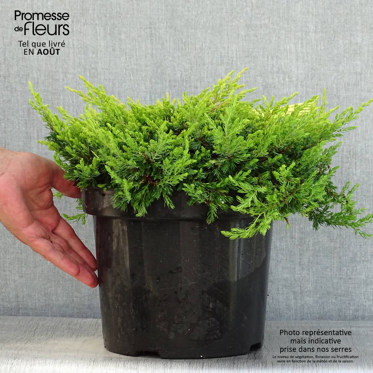 Promesse de Fleurs - Genévrier commun - Juniperus communis Goldschatz Pot de 7,5L/10L - Image 2