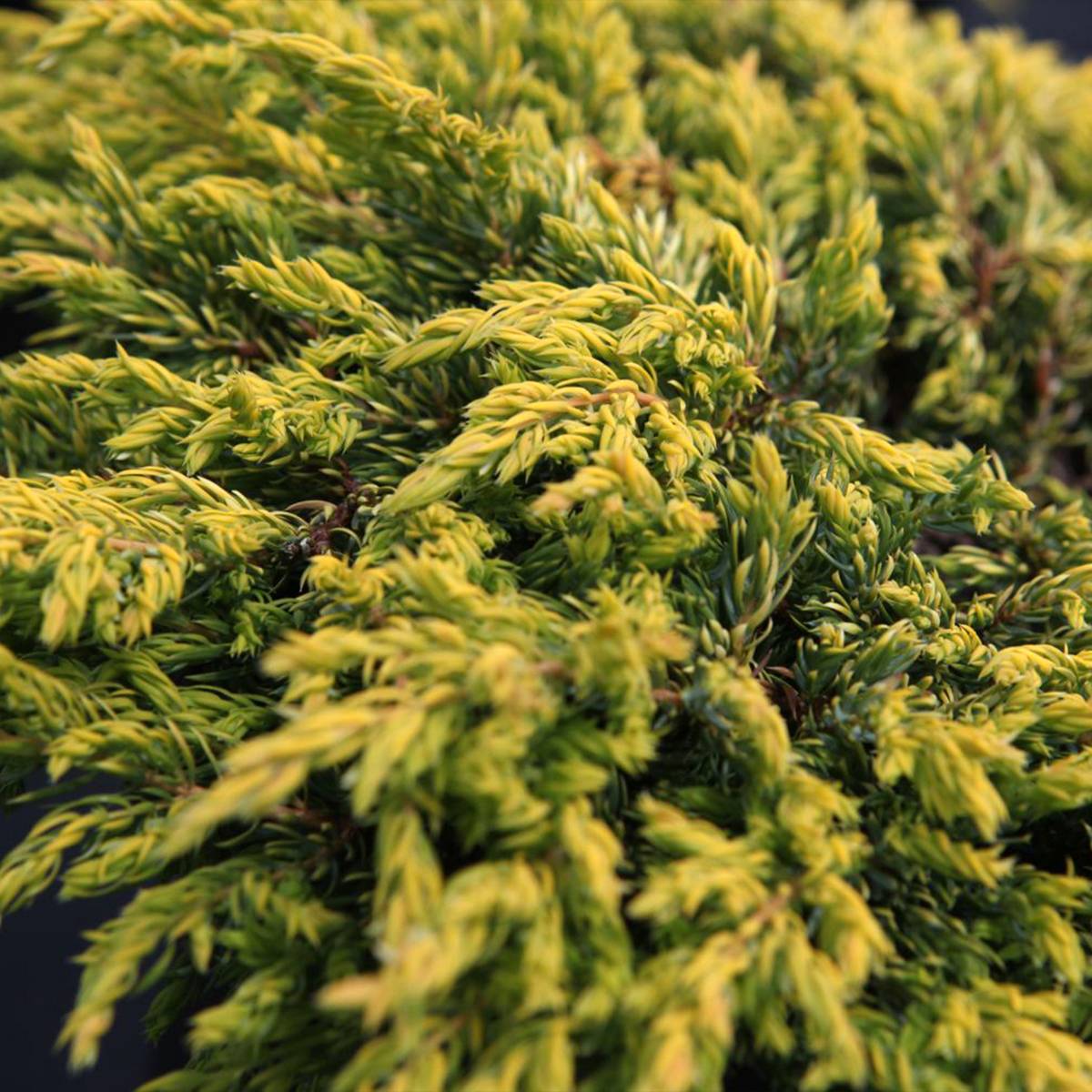 Promesse de Fleurs - Genévrier commun - Juniperus communis Goldschatz Pot de 7,5L/10L - Image 1