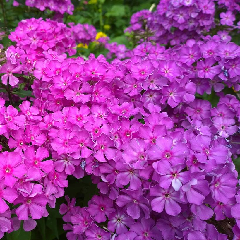 Promesse de Fleurs - Phlox paniculata Famous Purple Pot de 2L/3L