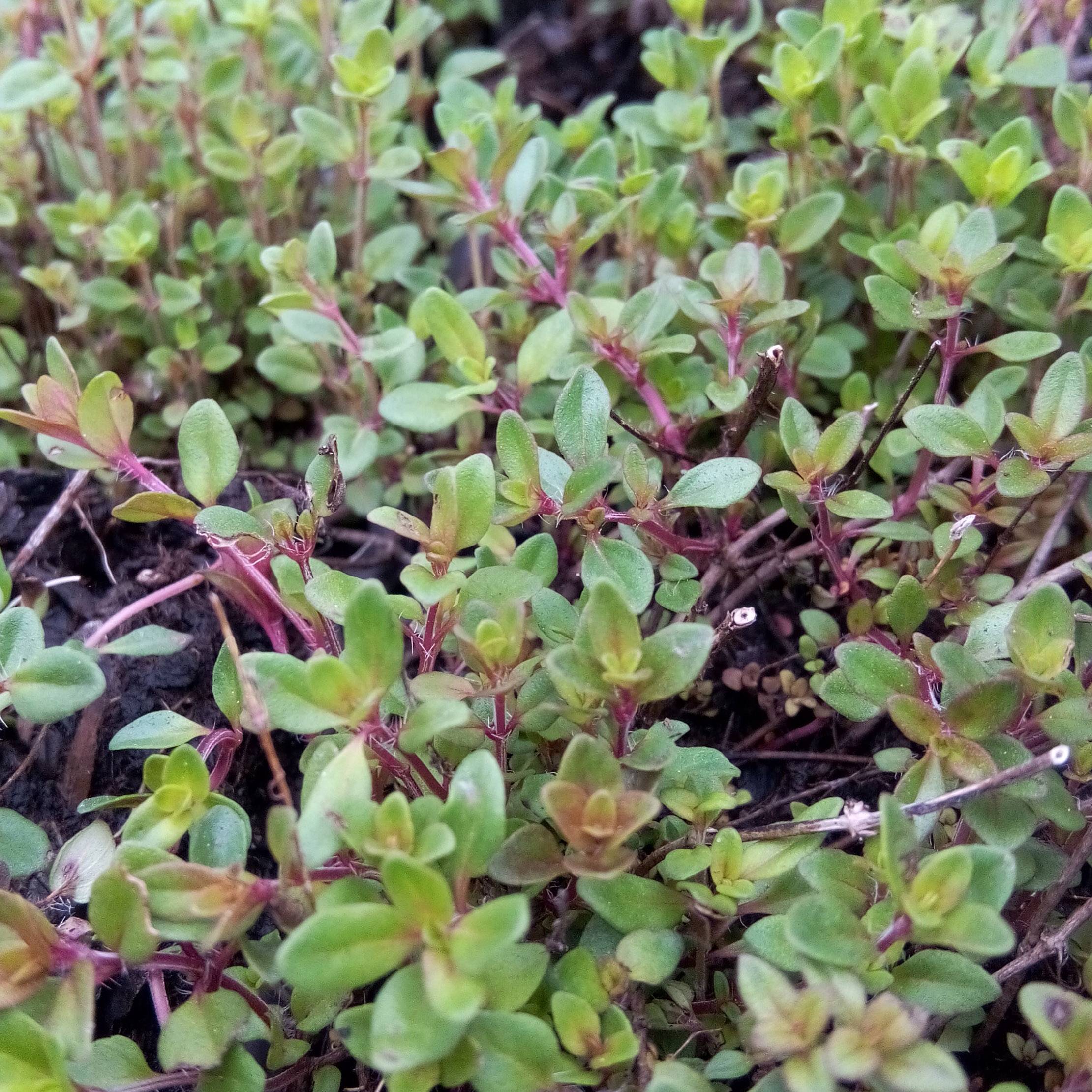 Thym serpolet - Thymus serpyllum Godet de 7/8 cm