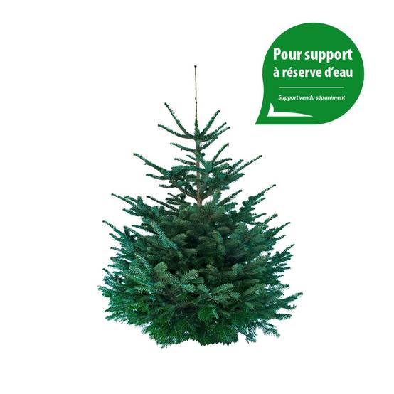 Sapin de Noël Nordmann naturel 110-130 cm pied percé - Image 2