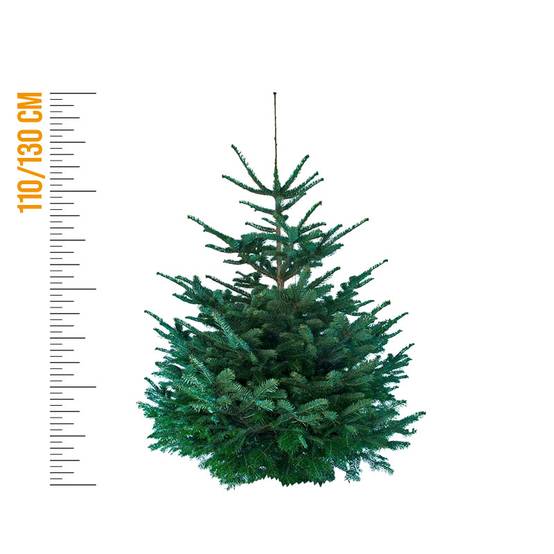 Sapin de Noël Nordmann naturel 110-130 cm pied percé - Image 5