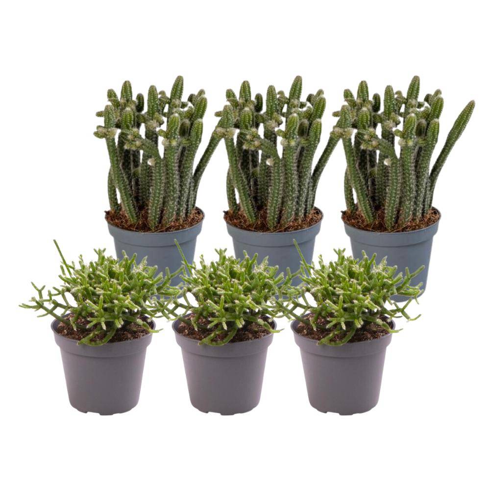 Rhipsalis - Lot de 6 plantes - Coffret cadeau 12cm - Plante d'intérieur- La Green Touch - Image 3