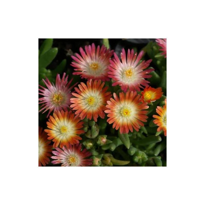 Delosperma Jewel of Desert Ruby®, Pourpier vivace à fleurs Rouge/ - feuillage Persistant - Godet - 5/20 cm - Imagen 3