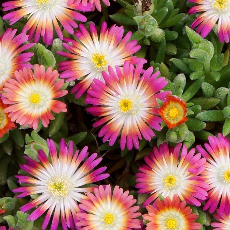 Delosperma Jewel of Desert Ruby®, Pourpier vivace à fleurs Rouge/ - feuillage Persistant - Godet - 5/20 cm - Imagen 2