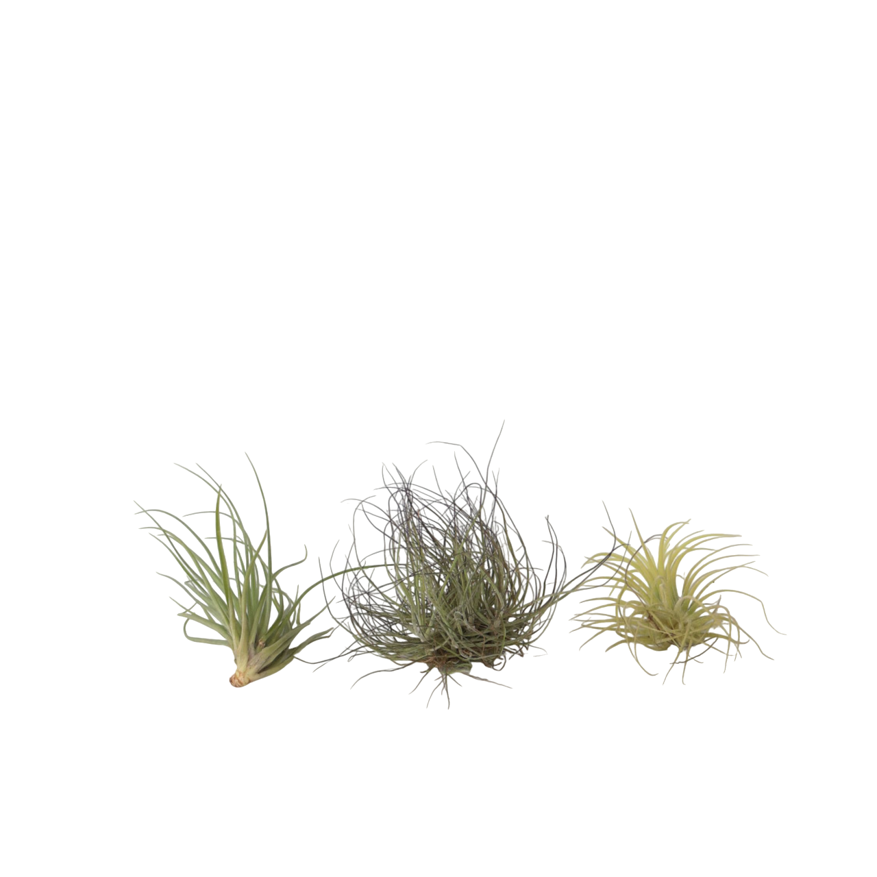 Plante aérienne - Set de 3 - Tillandsia - Hauteur 5-15cm - ⌀5cm - Image 1