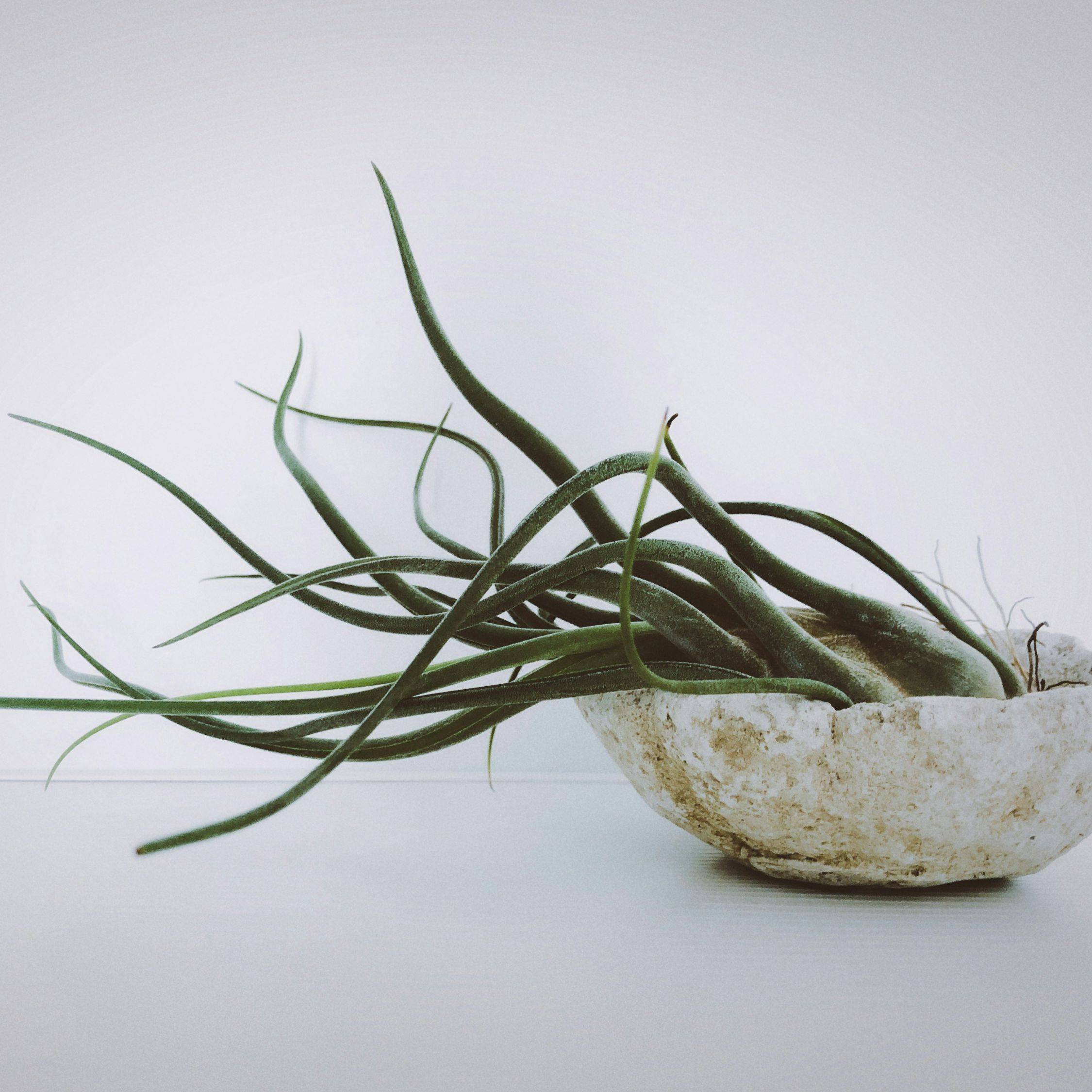 Plante aérienne - Set de 3 - Tillandsia - Hauteur 5-15cm - ⌀5cm - Image 3