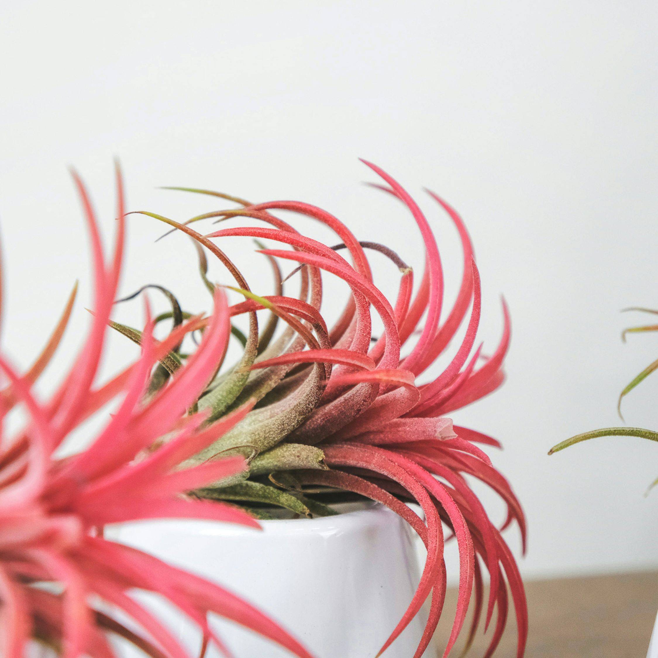 Plante aérienne - Set de 3 - Tillandsia - Hauteur 5-15cm - ⌀5cm - Image 2