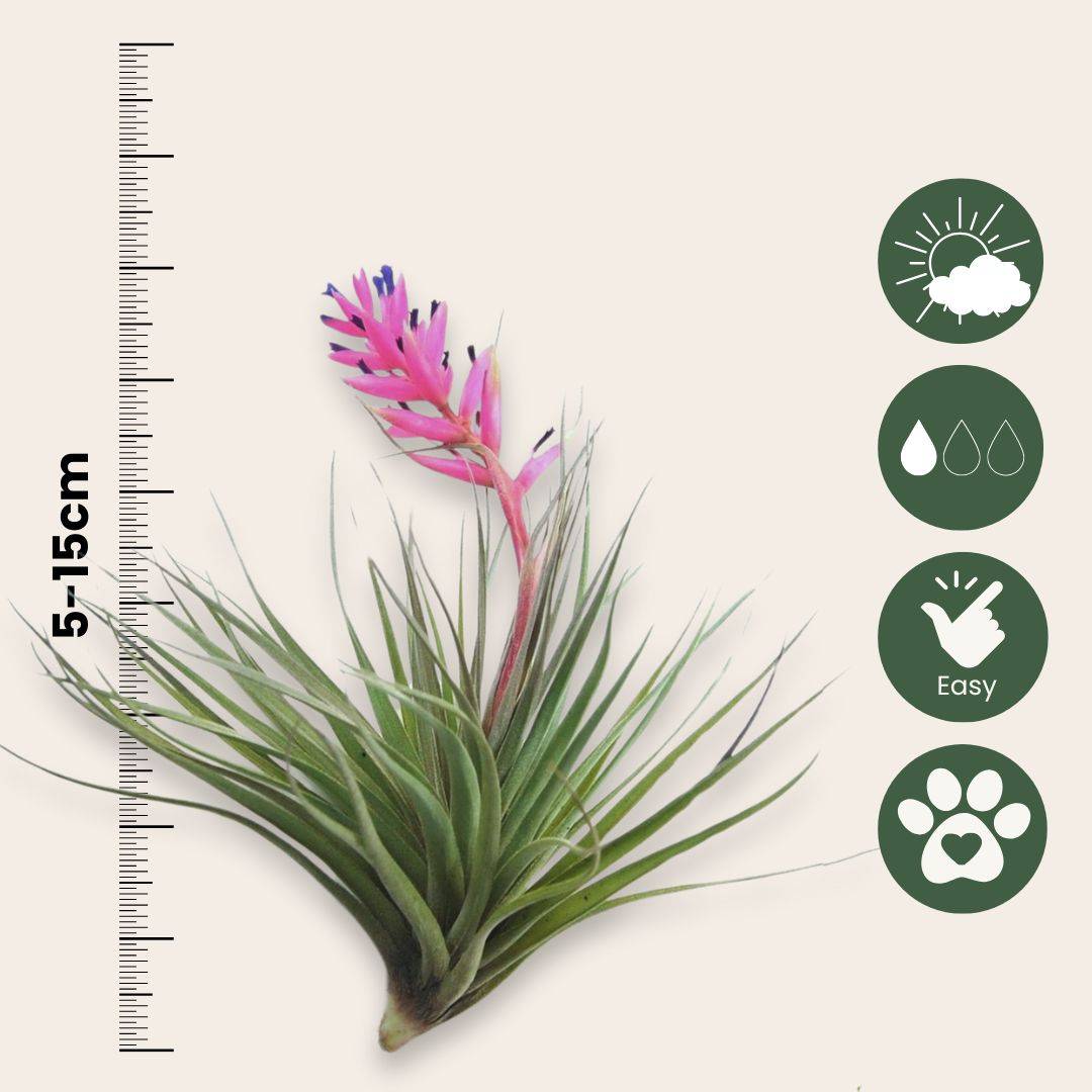 Plante aérienne - Set de 3 - Tillandsia - Hauteur 5-15cm - ⌀5cm - Image 5