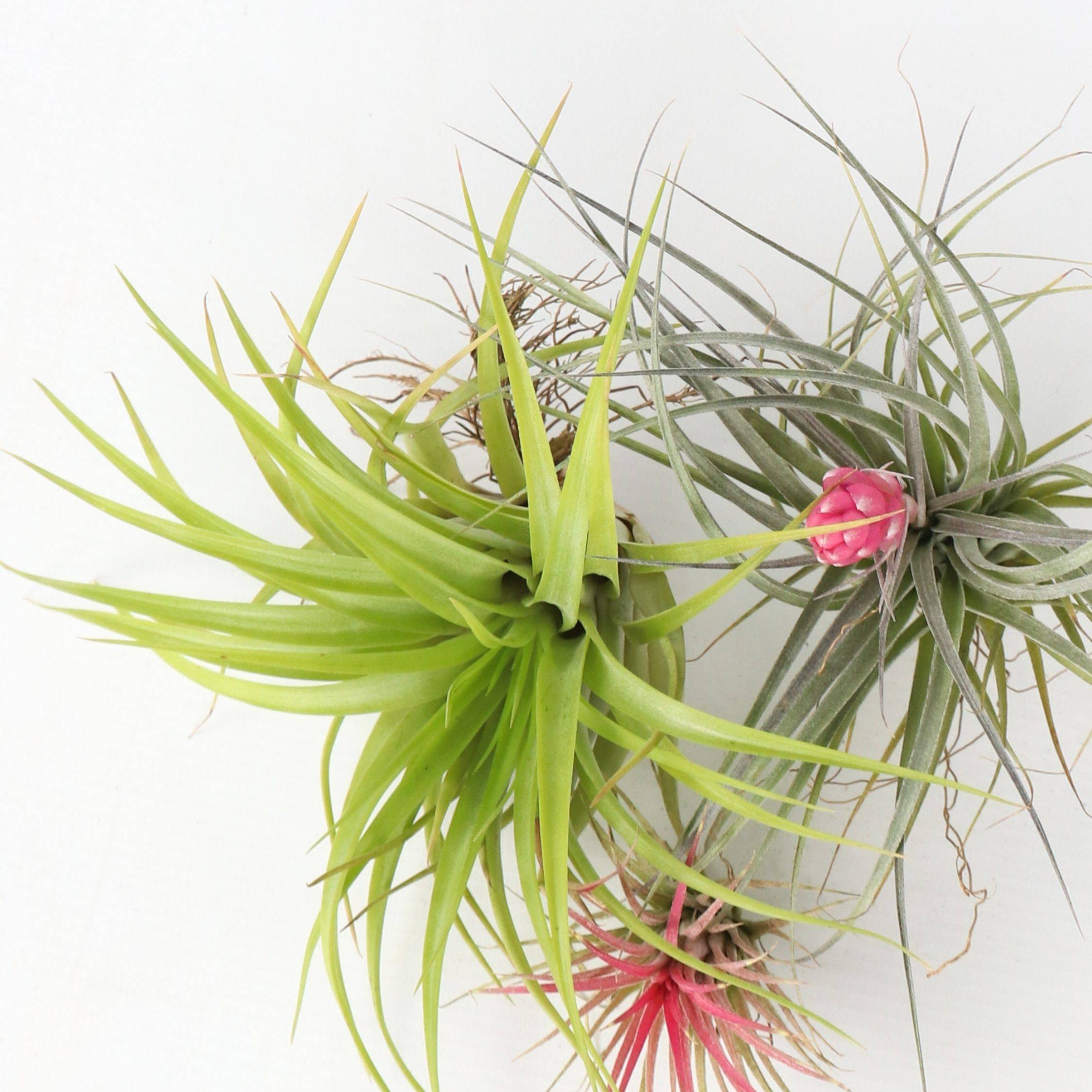 Plante aérienne - Set de 3 - Tillandsia - Hauteur 5-15cm - ⌀5cm - Image 4