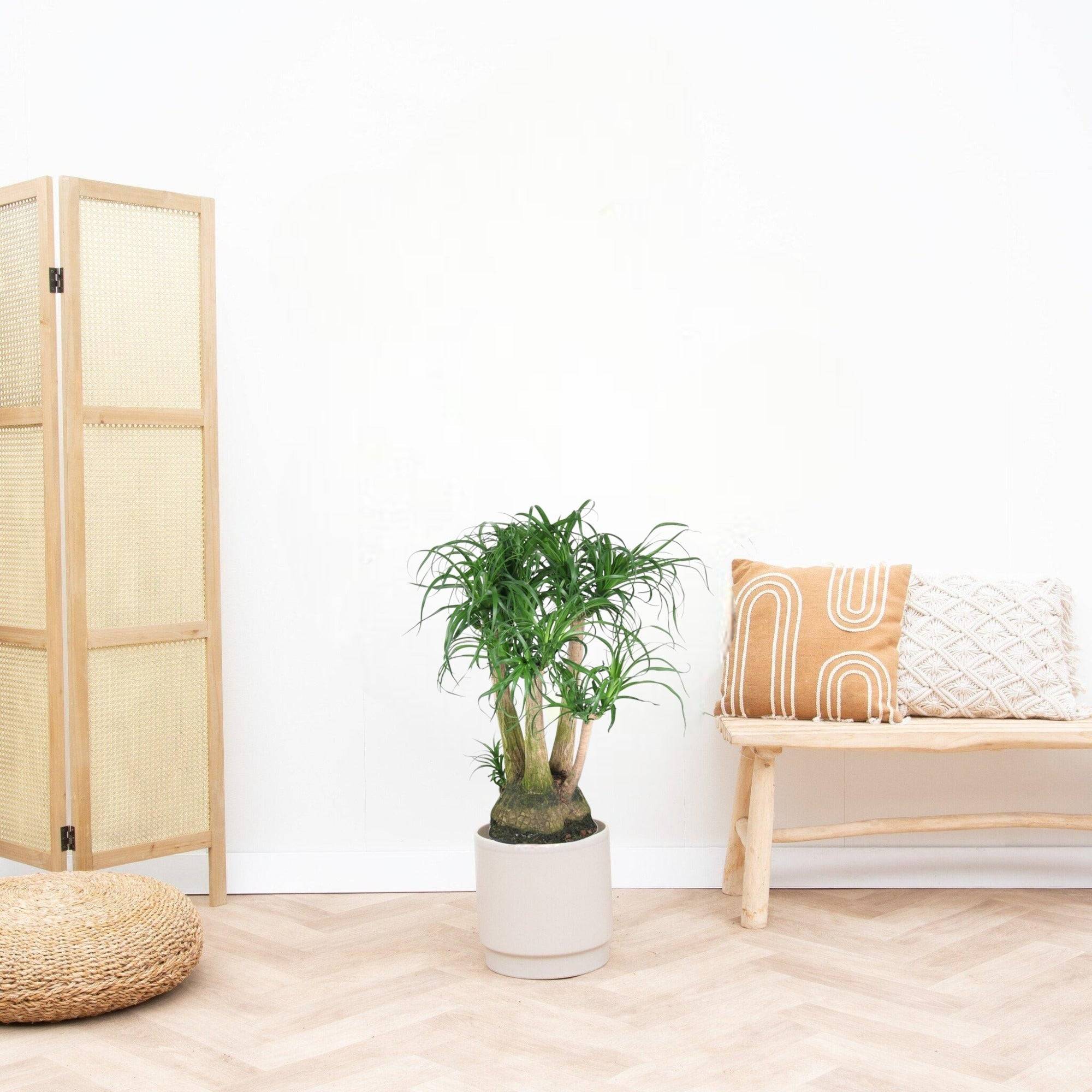 La Green Touch - Beaucarnea - D41 H110cm