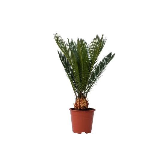 Plant In A Box - Sagou du Japon - Cycas revoluta - Hauteur 45-60cm - ⌀15cm - Image 1